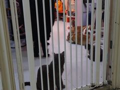 -我爱猫咪·猫咖·狗咖·安哥拉兔·羊驼咖(小寨华旗店)
