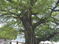 -江心屿景区