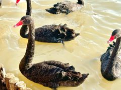 -祥源·阜阳生态乐园