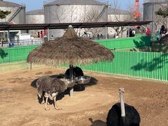 -西霞口神雕山野生动物世界