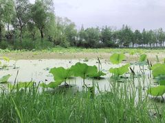 -高子水居