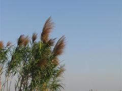 -大湾区中央湿地公园