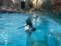 -帝企鹅自助餐厅•儿童岛•真企鹅(长隆企鹅酒店)