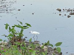 -海珠湖公园