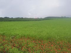 -莲花山花海