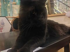 -猫小院猫主题咖啡厅(北锣店)