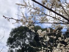 -广州市白云山风景名胜区