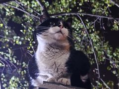 -同济大学(嘉定校区)