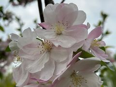 -海棠花溪(元大都城垣遗址公园)