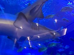 -成都浩海立方海洋公园