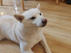 -柴の食堂·日式家庭料理·熊之肆(大学路店)