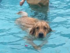 -趣玩宠物乐园寄养训犬训狗游泳池