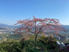 -风云岭森林公园