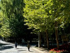 -长白岛森林公园