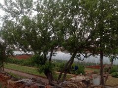 -羊亭河湿地公园