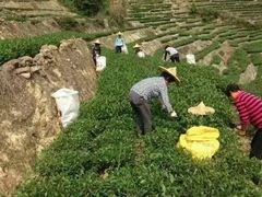 -文雅轩茶叶(锦和越界田林坊店)