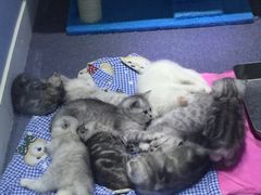 -喵的天空名猫咖啡馆·撸猫·猫舍·用品