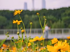 -海珠湖公园