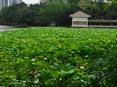 -荔湾湖公园