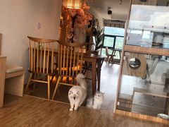 -猫小主咖啡·猫咖cat cafe(福田店)