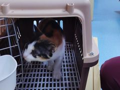 -宠颐生猫科·内科皮肤科(西平世纪城店)