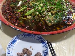 来凤鱼-东吴霸王兔(松青路店)