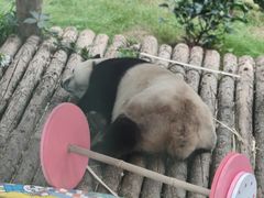 -大连森林动物园