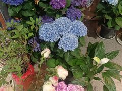 -芭莉与彩虹西餐厅(成都合生汇店)