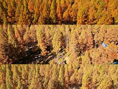 -黄海国家森林公园