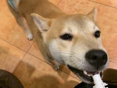 -more than meow吴止猫主题餐厅(承德 中船汇店)