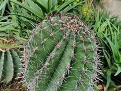 -北京植物园-展览温室