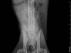 -拜鲁耶动物诊疗中心·宠家动物医院