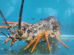 -御仙都北京菜馆·烤鸭店(双井店)