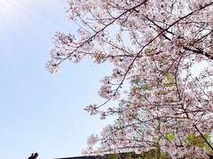 -鸡鸣寺