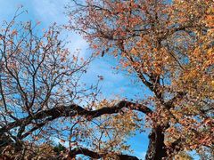 -墨尔本皇家植物园