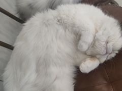 -共舞时光猫咖·狗咖(新街口店)