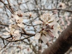 -桃花堤公园