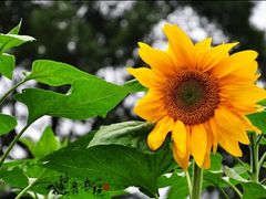 -许家山