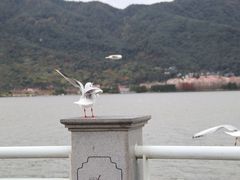 -海埂大坝