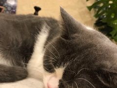 -猫友咖啡店(玉林西路店)
