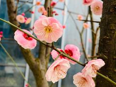 -大塘金香草谷