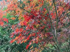 -杭州半山国家森林公园