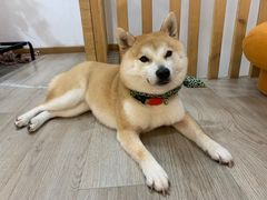 -柴迷FANS CLUB·柴犬狗咖·猫咖