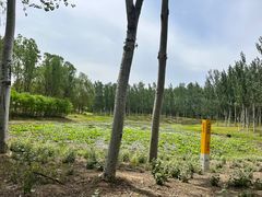 -东郊湿地公园
