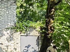 -都江堰中华大熊猫苑