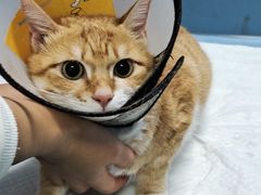 -爱贝特动物医院·猫口炎专科