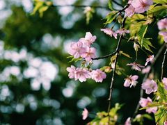-天适樱花悠乐园