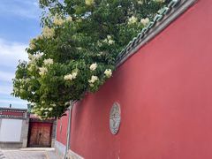 -塔尔寺菩提树