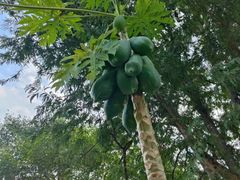 -中国科学院西双版纳热带植物园