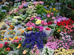 -双季花艺园艺市场(浦东店)